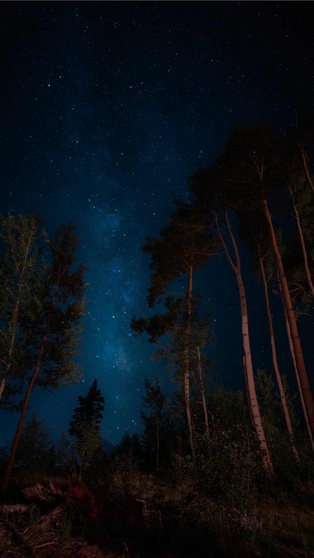 夜の森に輝く星空 Iphone Wallpapers