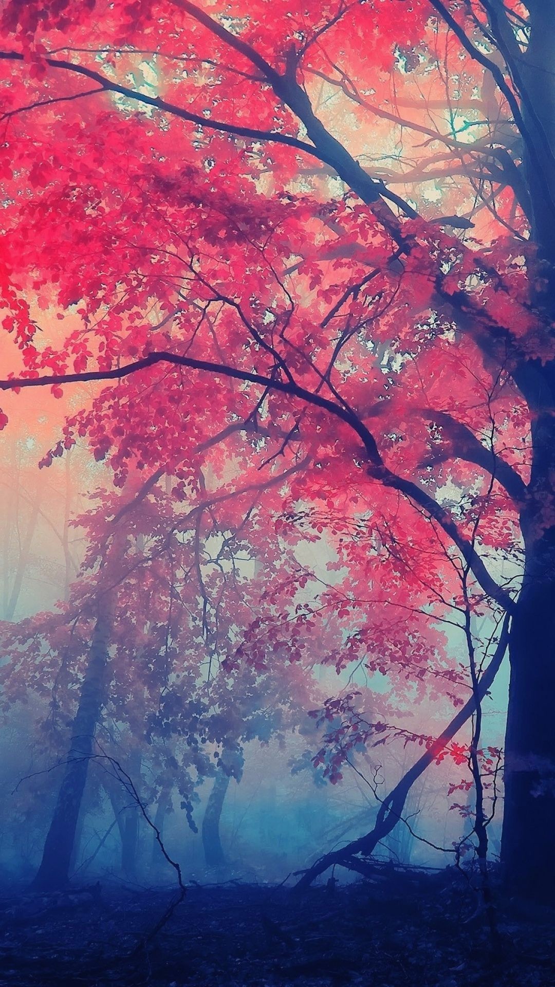 幻想的な秋の森の中 Iphone Wallpapers